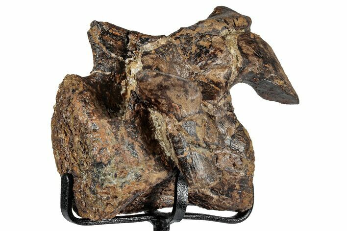 Rare, Dinosaur (Stegosaurus) Cervical Vertebra - Wyoming #354021
